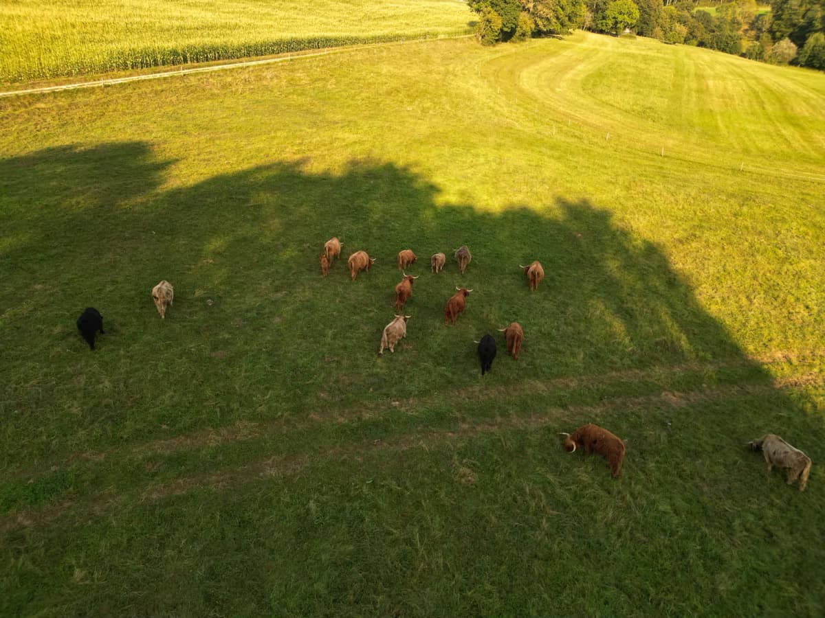 Weide aus der Vogelperspektive